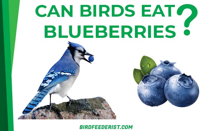 Can Birds Eat blueberries