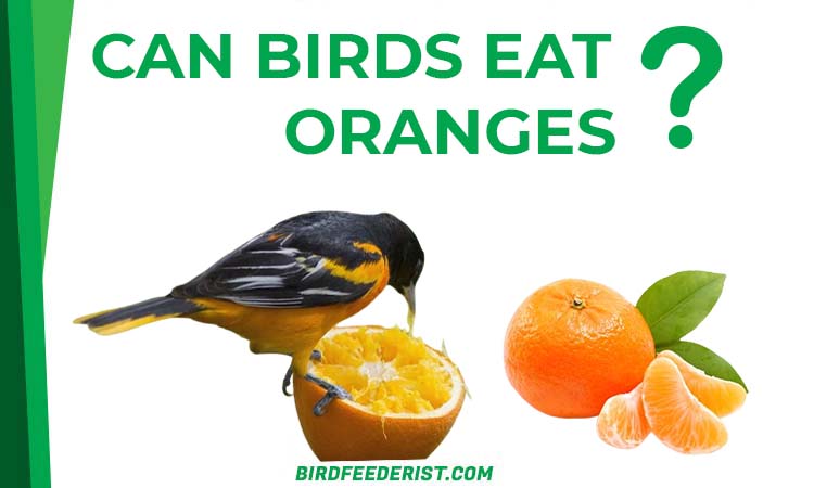 Can Birds Eat oranges