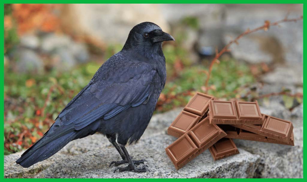 birds eating chocolate