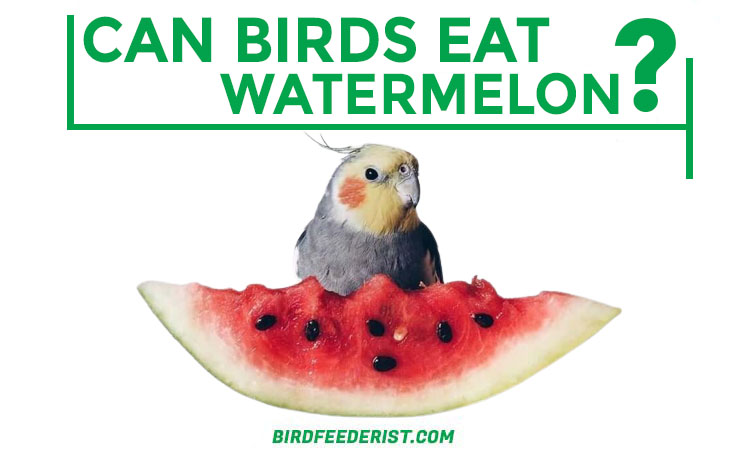 Can Birds Eat Watermelon? by Birdfeederist